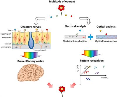 Nanoengineering Approaches Toward Artificial Nose